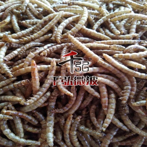 黃粉蟲微波膨化設(shè)備