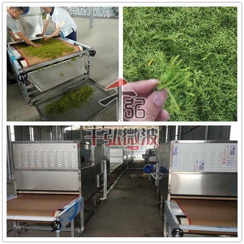 金銀花微波烘干殺青設(shè)備