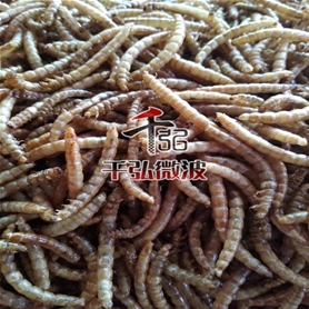 黃粉蟲微波膨化設(shè)備